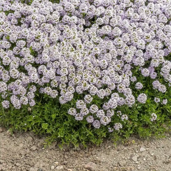 Macierzanka kaskadowa Longicaulis – Thymus longicaulis, bylina